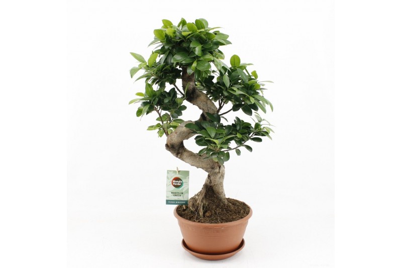 Ficus microcarpa ginseng s-type 