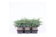 Juniperus squamata blue carpet 