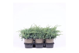 Juniperus squamata blue carpet