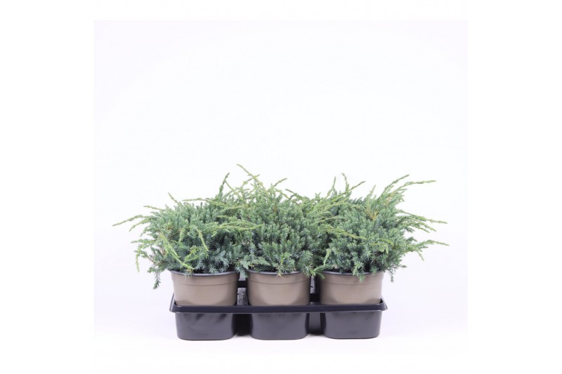 Juniperus squamata blue carpet 