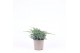 Juniperus squamata blue carpet 