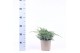 Juniperus squamata blue carpet 