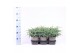Juniperus squamata blue carpet 