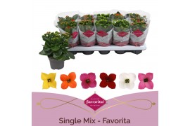 Kalanchoe mix Favorita 6 colour mix - st 1