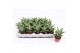 Sansevieria cylindrica tough lady 