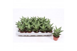Sansevieria cylindrica tough lady
