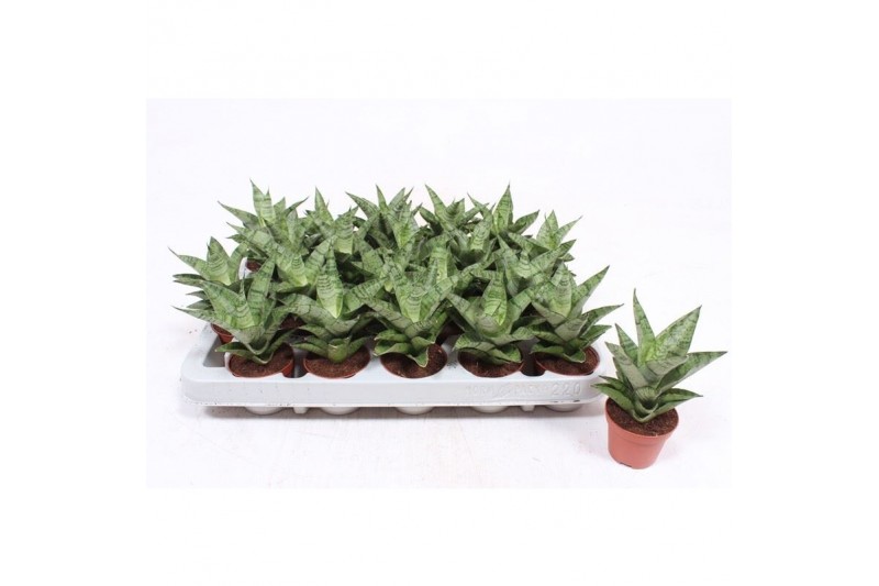 Sansevieria cylindrica tough lady 