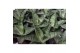Sansevieria cylindrica tough lady 
