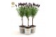 Lavandula stoechas anouk stam in zinc old-look 
