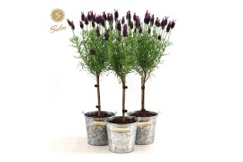 Lavandula stoechas anouk stam in zinc old-look