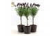 Lavandula stoechas anouk stam in wood 