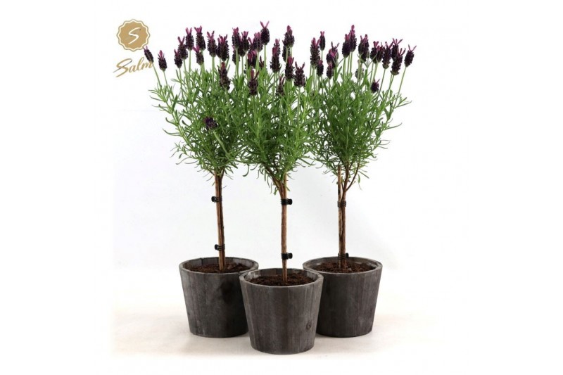 Lavandula stoechas anouk stam in wood 