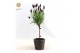 Lavandula stoechas anouk stam in wood 