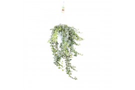 Hedera helix white wonder 20pp - 80-90cm Rank - Hangpot XXL