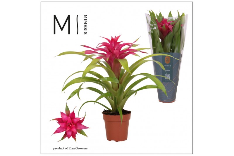 Guzmania deseo pink 