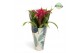 Guzmania deseo pink Jungle krafthoes 
