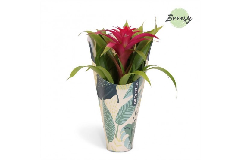 Guzmania deseo pink Jungle krafthoes 