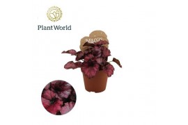 Begonia blad magic colours red bull Begonia rex Red Bull 8,5cm 3 pp