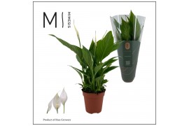 Spathiphyllum torelli 3+ bloem - Decorum