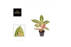 Aglaonema cocomelon