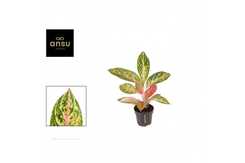 Aglaonema cocomelon 