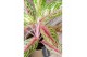 Aglaonema cocomelon 