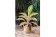 Aglaonema cocomelon 