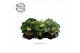 Peperomia mix 