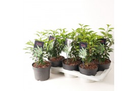 Prunus Prunus lusitanica Angustfolia P17