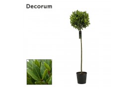 Laurus nobilis Bol op stam 40 cm diameter