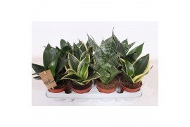 Sansevieria trifasciata hahnii mix