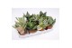 Sansevieria trifasciata hahnii mix 