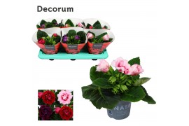 Sinningia sonata mix decorum