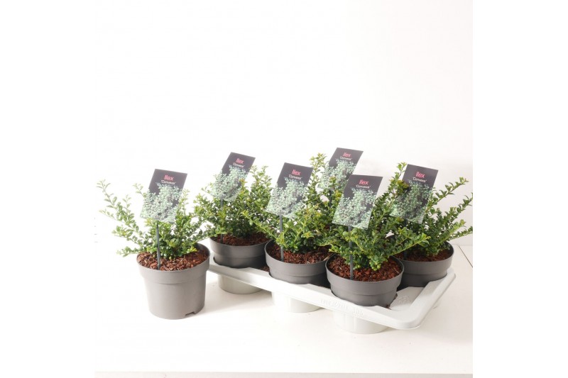 Ilex crenata convexa - 25cm Diam. 