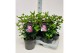 Viburnum tinus Viburnum tinus Lisarose Loren P17 