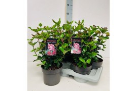 Viburnum tinus Viburnum tinus Lisarose Loren P17