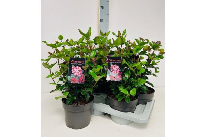 Viburnum tinus Viburnum tinus Lisarose Loren P17 