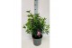 Viburnum tinus Viburnum tinus Lisarose Loren P17 
