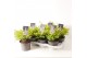 Ilex crenata golden gem - 25cm Diam. 
