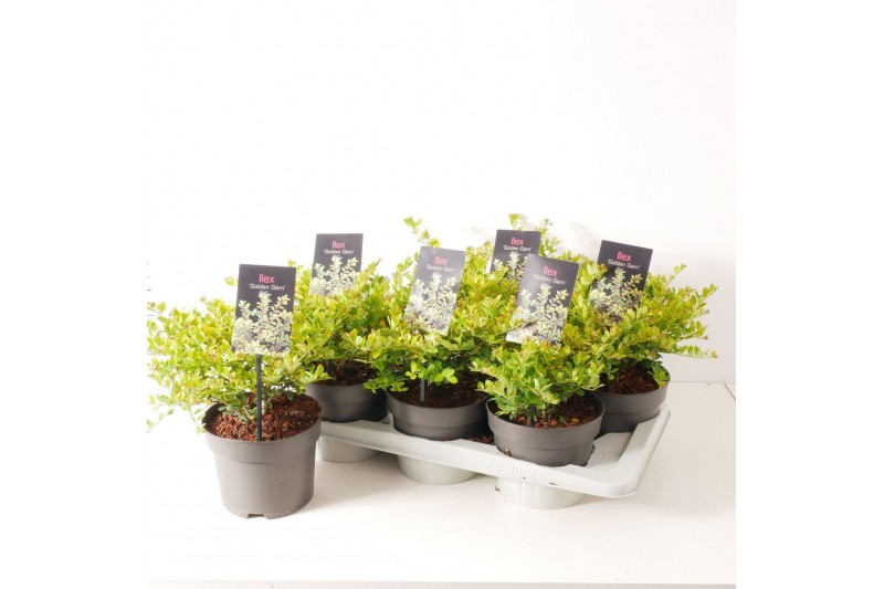 Ilex crenata golden gem - 25cm Diam. 