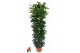 Ficus cyathistipula deremensis mix 90-60-30-15 