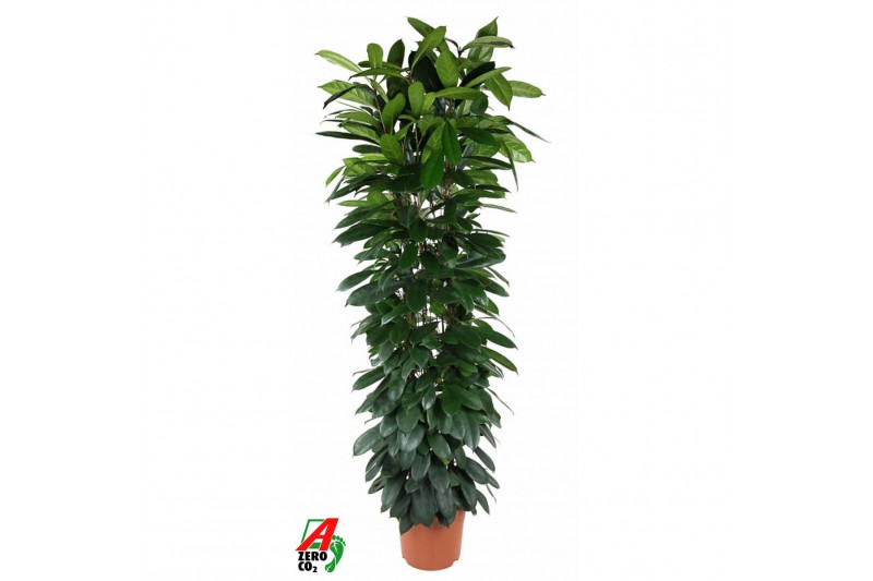 Ficus cyathistipula deremensis mix 90-60-30-15 Ficus cyathistipula deremensis mix 90-60-30-15
