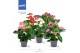 Anthurium andr. mix karma various mix 