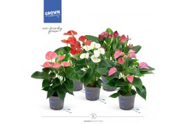 Anthurium andr. mix karma various mix