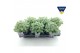 Sedum sieboldii + etiket 