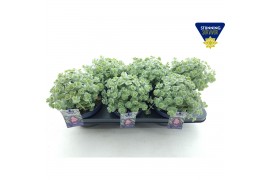 Sedum sieboldii + etiket