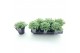 Sedum sieboldii + etiket 