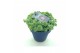 Sedum sieboldii + etiket 