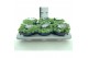 Sedum sieboldii + etiket 