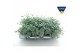 Sedum sieboldii + etiket 